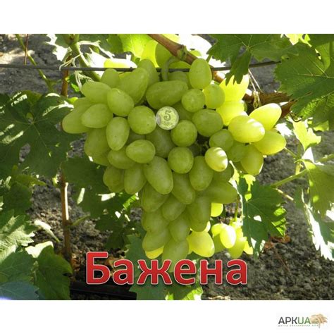 Купить САЖЕНЦЫ винограда, Запорожье, Саженцы винограда — APKUA