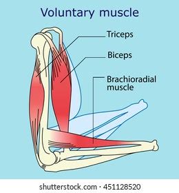 Voluntary Muscles Of The Body Diagram