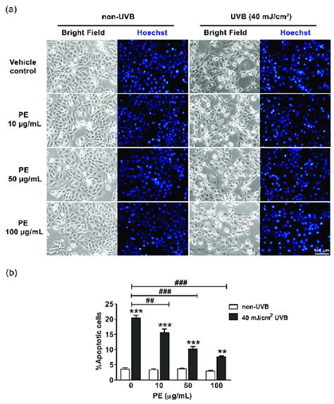 The Effects Of PE On UVB Induced Apoptosis In HaCaT Cells A The