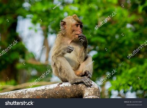 Wild Monkeys Zoo Jungle Sunbathing Looking Stock Photo 2227073487