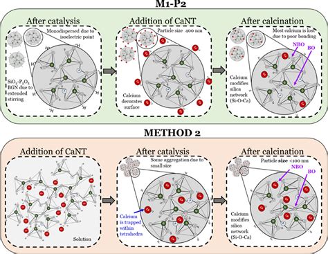 Bioactive Glass Nanoparticles For Tissue Regeneration Acs Omega