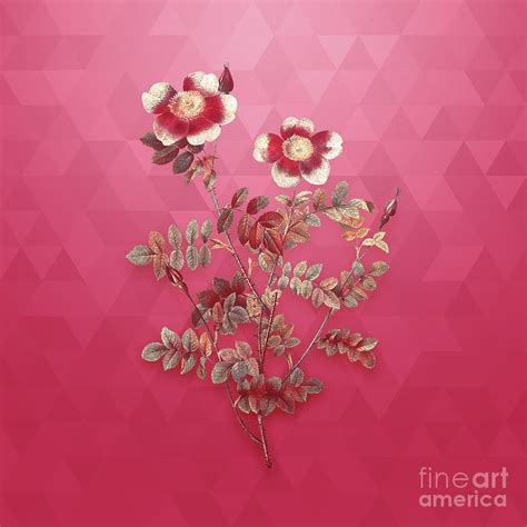 Vintage Variegated Burnet Rose In Gold On Viva Magenta Mixed Media By