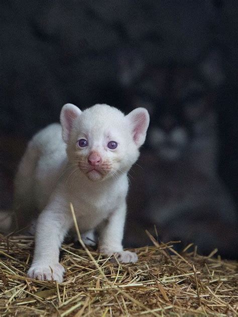 Photos: Rare albino puma cub born in Nicaragua zoo | Lifestyle-photos ...