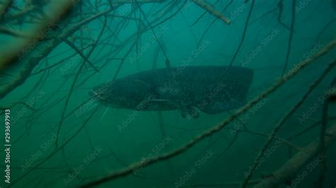 Adventurous picture of European catfish in nature habitat. Huge water ...