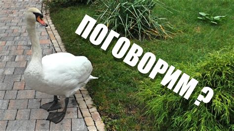КАК РАЗГОВАРИВАЮТ БЕЛЫЕ ЛЕБЕДИ - YouTube