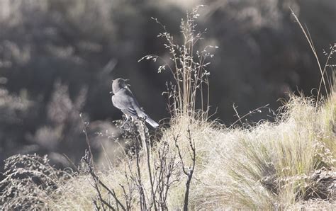 Agriornis Montanus Black Billed Shrike Tyrant Giselle Mangini Flickr