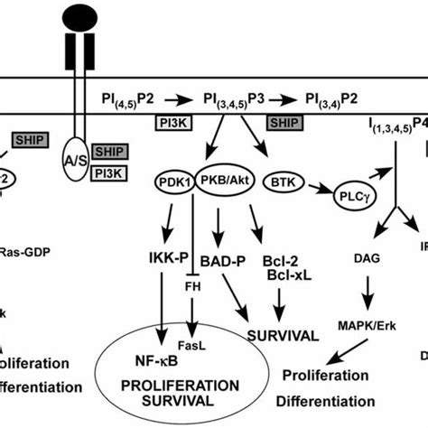 LIFR Gp130 Receptor Complex Signal Transduction Pathways And How S SHIP