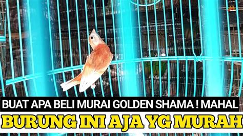 BUAT APA BELI MURAI BATU GOLDEN SHAMA MAHAL BURUNG INI AJA YG MURAH