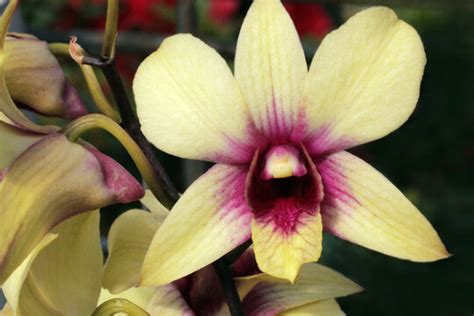 "Yellow Orchid" Images – Browse 1,131 Stock Photos, Vectors, and Video ...