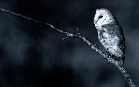 Winter Owl Desktop Wallpaper - WallpaperSafari