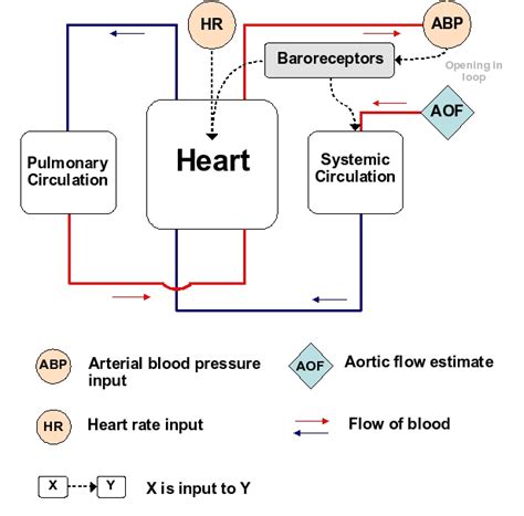 CardiacOutput RefHuman Interagency Modeling And Analysis Group