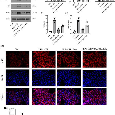 Capsaicin Attenuates LPS Induced ROS Generation And Apoptosis In HK 2