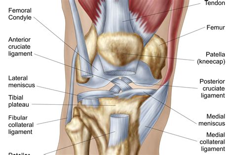 Diagram Of The Knee - exatin.info