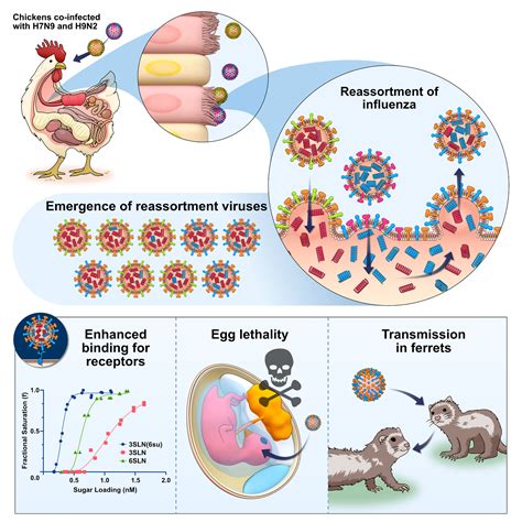 Hub scientists find circulating avian influenza viruses could create