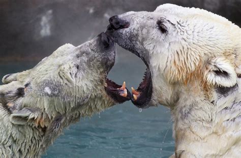 Let Bears Have Sex Gizmodo Australia