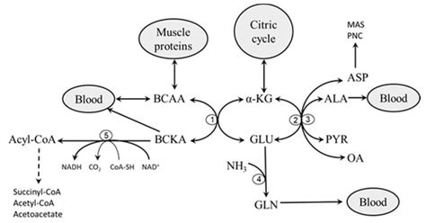 Nutrients Free Full Text Why Are Branched Chain Amino Acids