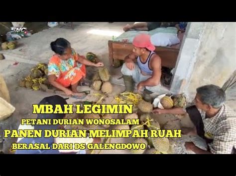 Petani Durian Wonosalam Asli Masak Pohon Ada Di Sini Desa Galengdowo