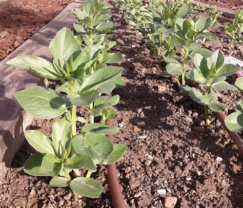 Gu A Experta Cultiva Habas En Tu Huerto Urbano