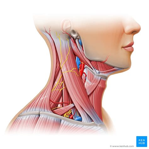 Neck muscles anatomy: List, origins, insertions, action | Kenhub