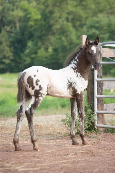 Stunning Friesianappaloosa Colt For Sale