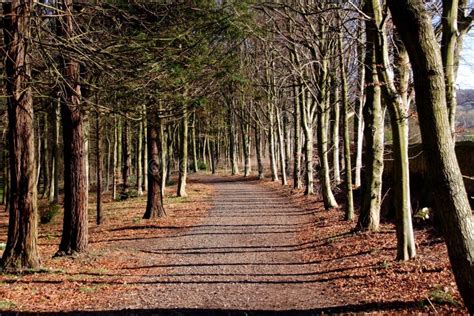 Woodland Walk Sign Stock Image Image Of Point Direction 124121075