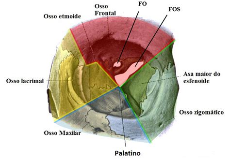 ANATOMIA DA ÓRBITA 2 Issuu