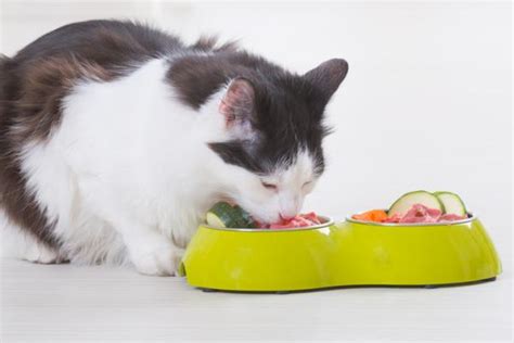 ¿los Gatos Pueden Comer Pollo Crudo ¡descúbrelo