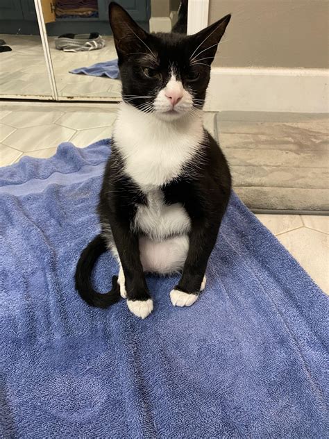 My 2 month old kitten seems to have a bloated belly is this normal? : r