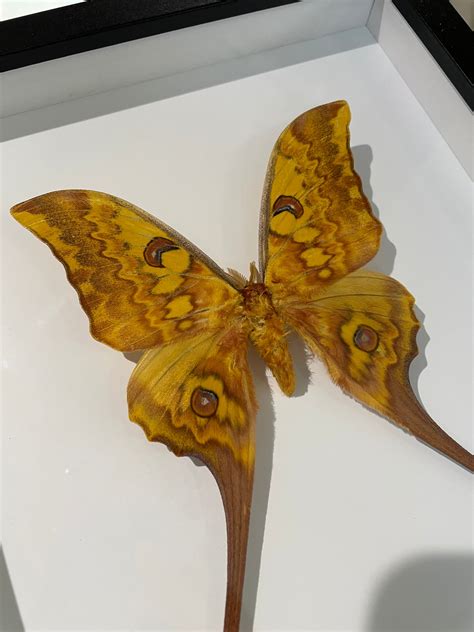 Rare Giant Moon Moth – Wunderkammer