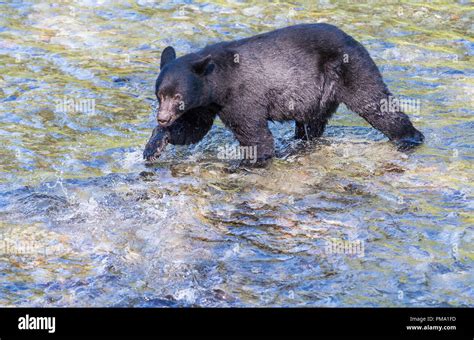 WIld black bear in the Rocky Mountains Stock Photo - Alamy