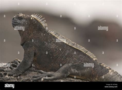 Marine Iguana Amblyrhynchus Cristatus Galapagos Ecuador Stock Photo Alamy