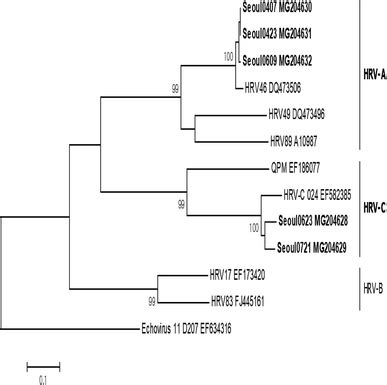 Phylogenetic Analysis Of The Partial VP4 VP2 440 Bp Gene Of HRVs