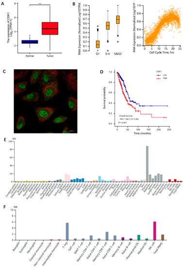 Cells Free Full Text The CDK1 Related LncRNA And CXCL8 Mediated