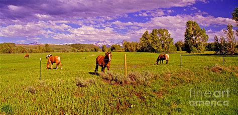 Distant Grand Tetons And Horses Tetonia Idaho Photograph By Rich Walter