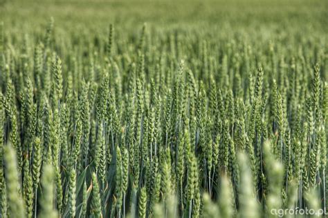 Pszenica Zdj Cie Fotka Foto Numer Galeria Rolnicza Agrofoto