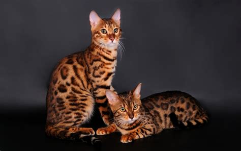 Bengal Cat Personality and Behavior