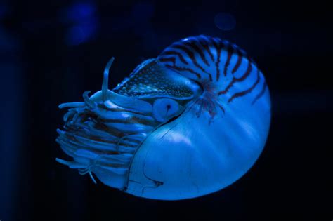 Nautilus Photos, Download The BEST Free Nautilus Stock Photos & HD Images