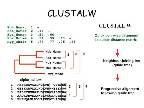 Multiple Sequence Alignments Profiles And Progressive Alignment Profiles