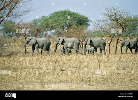 Cameroon waza national park hi-res stock photography and images - Alamy