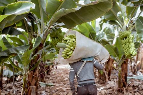 4 factores a tener en cuenta al digitalizar tu operación agrícola