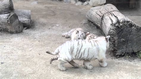 東武動物公園ホワイトタイガーの赤ちゃんandカピバラの赤ちゃん Youtube