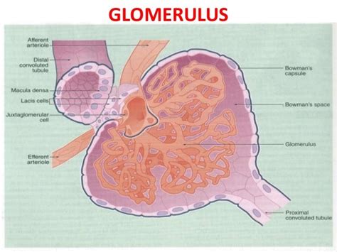 Histologi Ginjal 2015