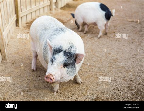 Porky El Cerdo Fotograf As E Im Genes De Alta Resoluci N Alamy