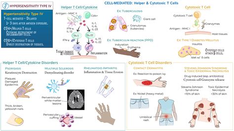 USMLE COMLEX Step 1 Type IV Hypersensitivity Ditki Medical