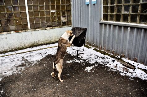 The Harrowing Story Of The Animals Of Chernobyl & How They Thrived In ...