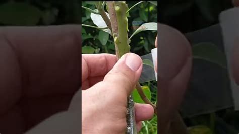 Mango Side Grafting Technique Long Cut Youtube