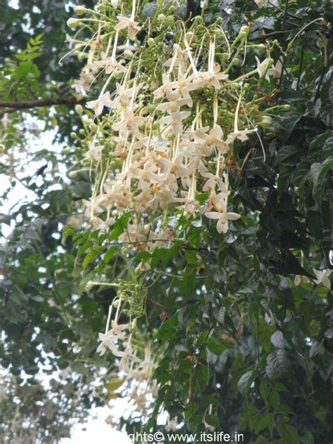 Akash Mallige Tree Indian Cork Tree Gardening Trees