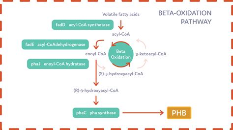 Team:Calgary/BetaOxidation - 2017.igem.org