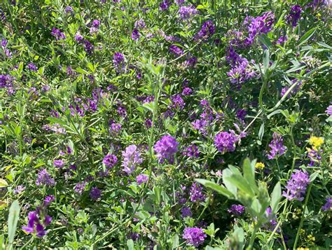 Inia Lanza Primera Variedad De Alfalfa De Secano Que Destaca Por Su