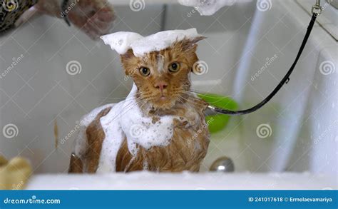 Woman Washing Maine Coon Cat in Grooming Salon. Cat Bathing. Care of the Pets. Stock Photo ...